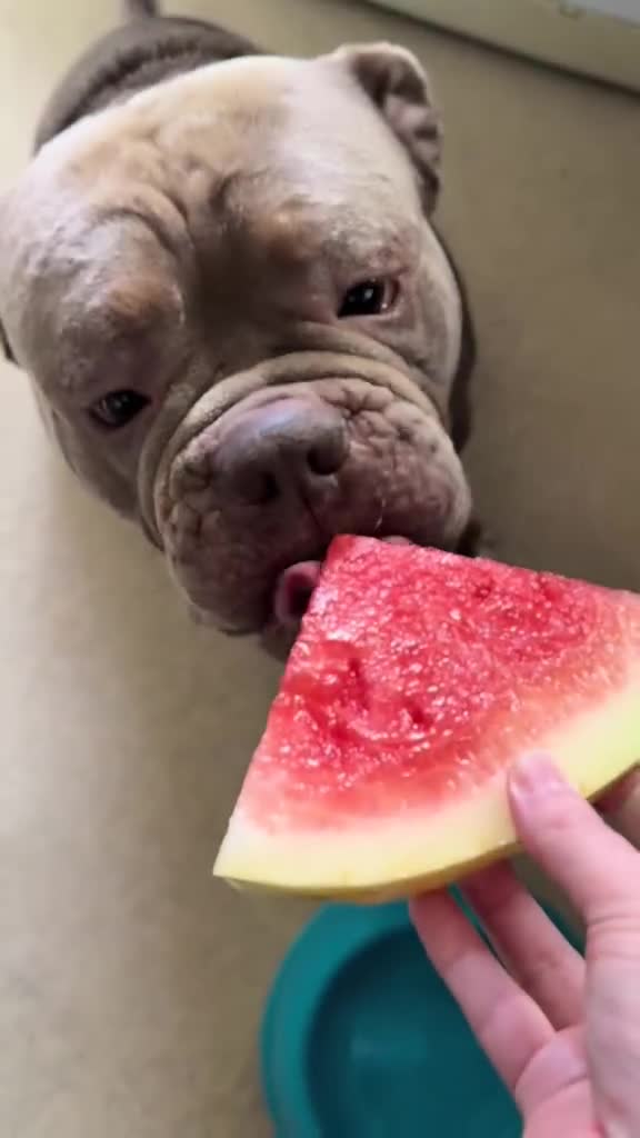 Dorset Olde Tyme Bulldogge dogs for stud: Rolo  - Video 1