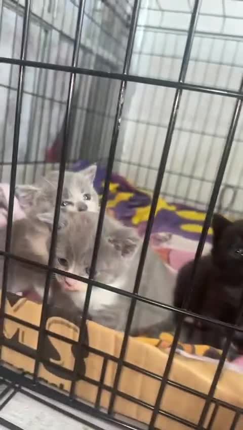 British Shorthair cats for sale: British short hair cross kittens for sale - Video 2