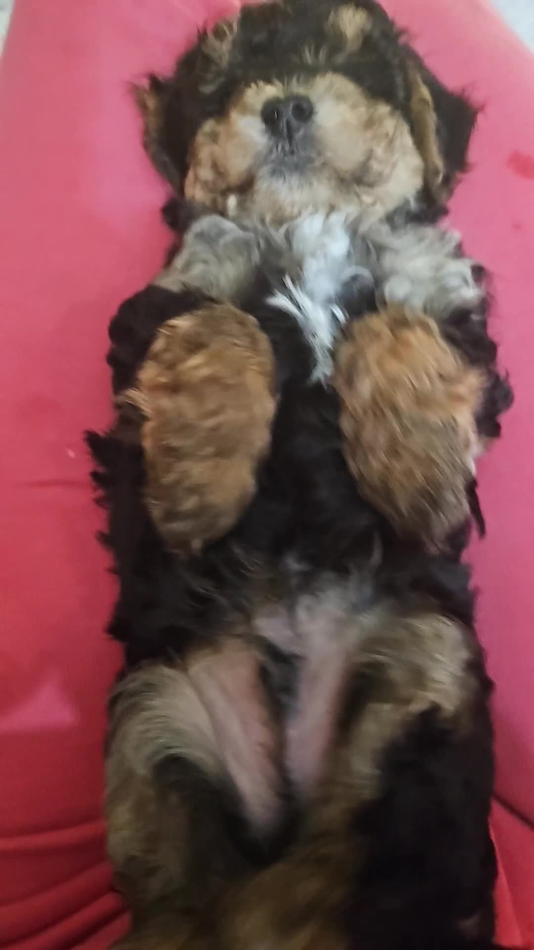 Maltipoo dogs for sale: Maltipoo  - Video 1