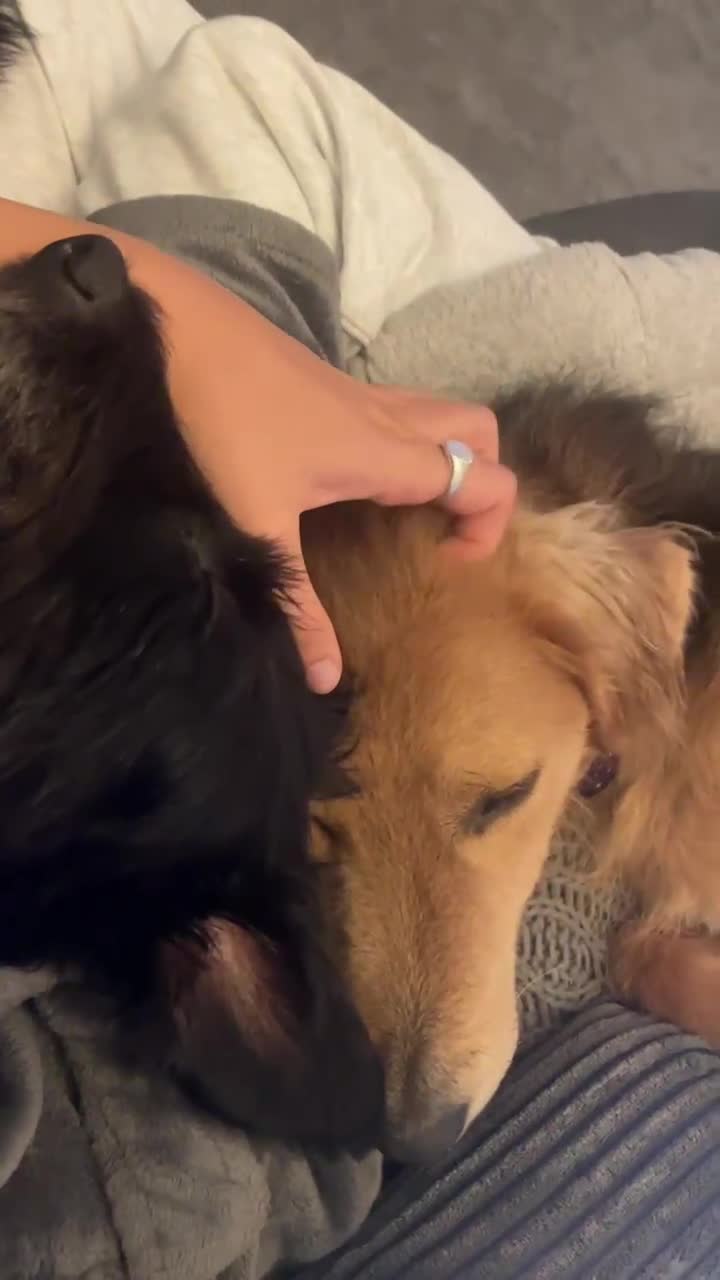 Mixed Breed dogs for adoption: Sweet Nathan looking for LOVE - Video 1