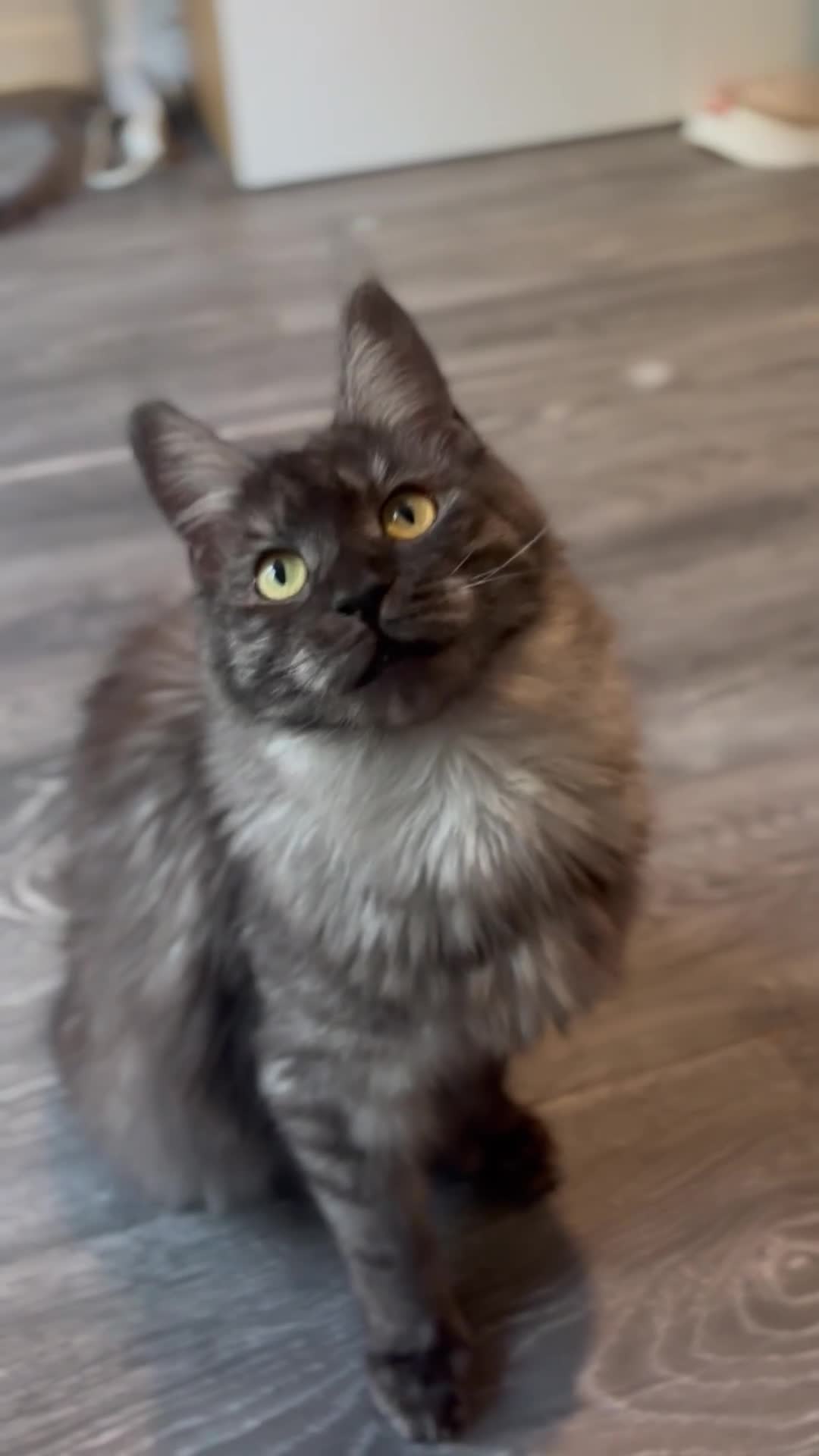 Maine Coon cats for sale: Adorable TICA  registered active Mainecoons  - Video 1