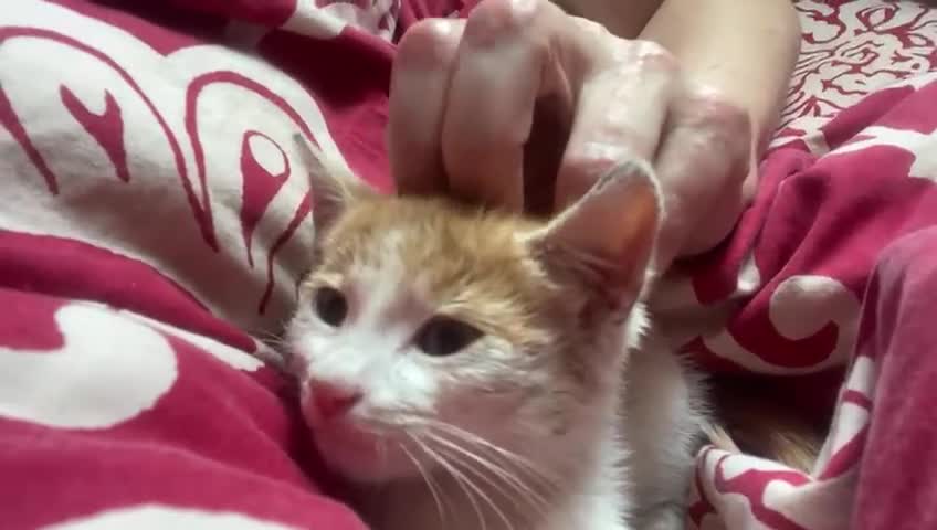 Mixed Breed cats for adoption: Ozzy needs a new home - Video 3