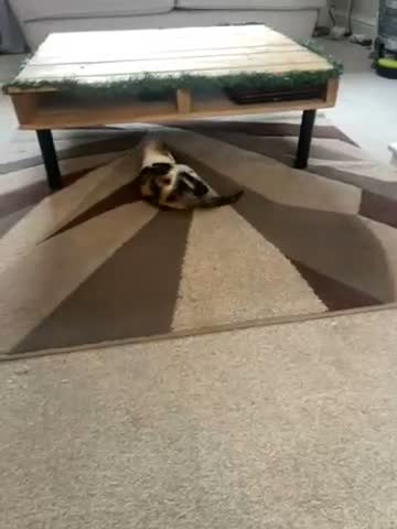Mixed Breed cats for sale: Beautiful CALICO KITTEN AVAILABLE IMMEDIATELY  - Video 1