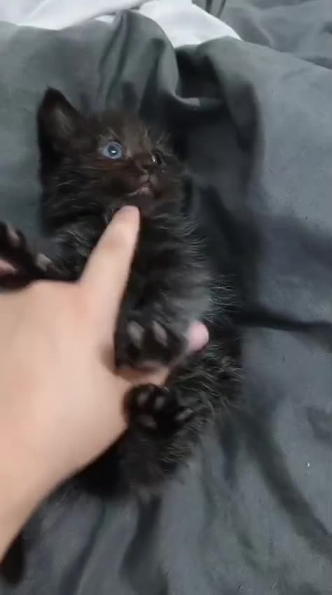 Mixed Breed cats for sale: 7 week old mixed breed kitten  - Video 1