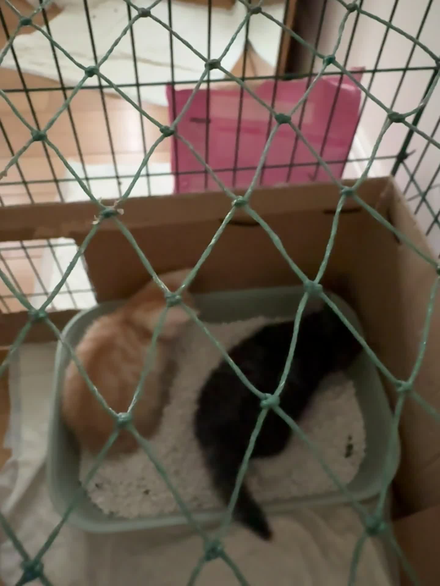 Mixed Breed cats for sale: Bengal and British shorthair short hair mix - Video 2