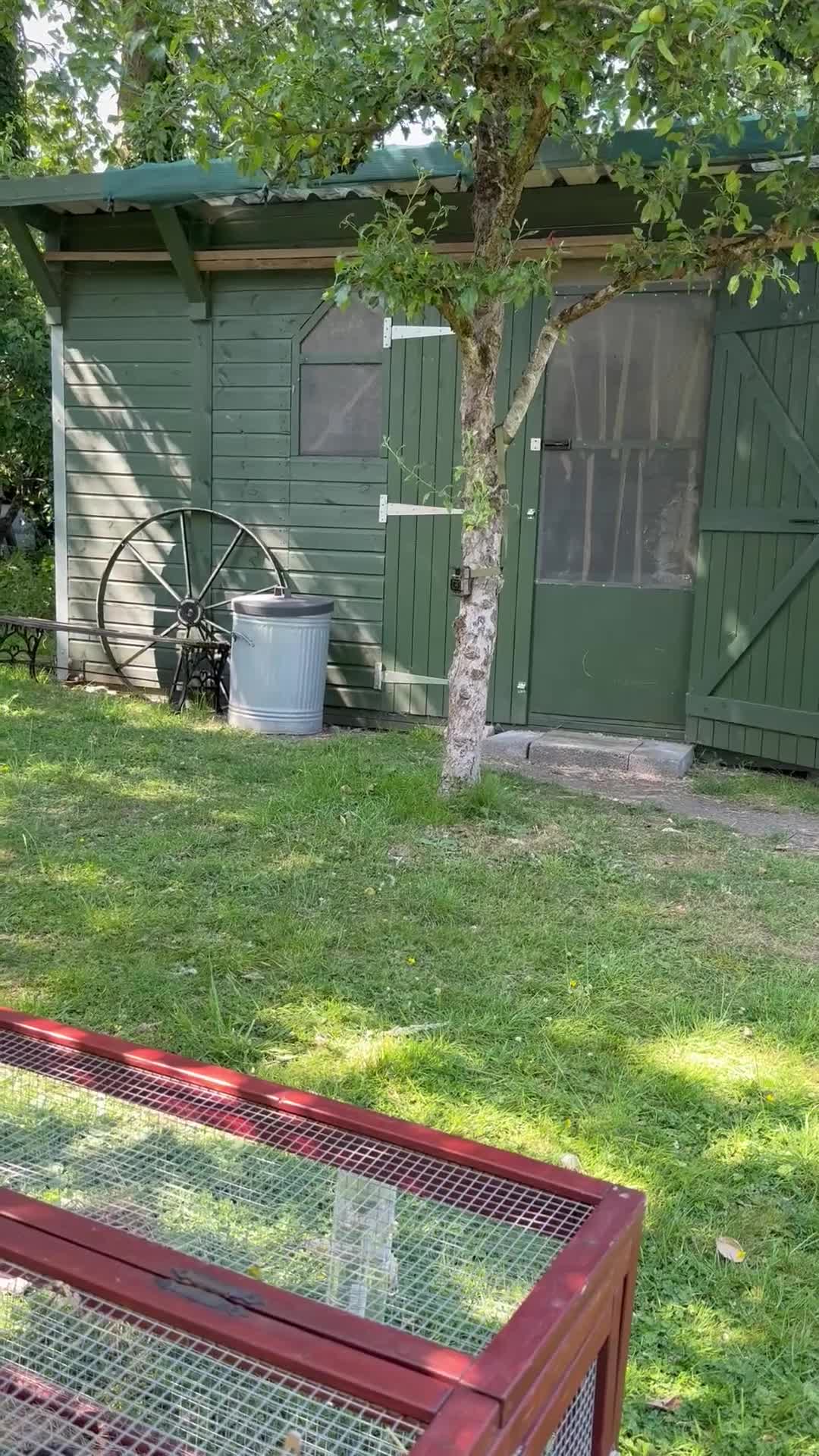 Mini Lop rabbits for sale: MINI LOP BUNNIES - PEDIGREE  - Video 4