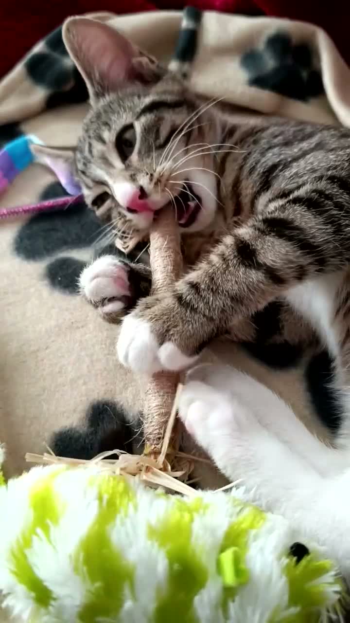 Mixed Breed cats for sale: A little boy looking for a new home - Video 1