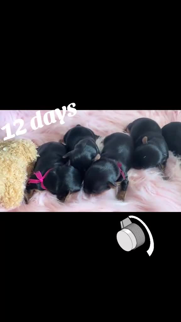 Yorkshire Terrier dogs for sale: ❤️ Beautiful Yorkshire Terrier Puppies ❤️ - Video 2