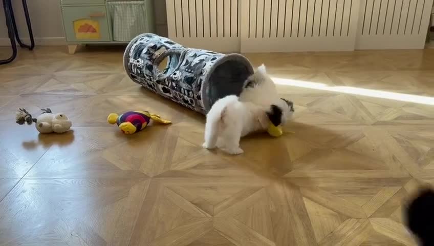 Maltipoo dogs for sale: 🌟 Korean Maltipoo rare colours – DNA tested 🌟 - Video 2