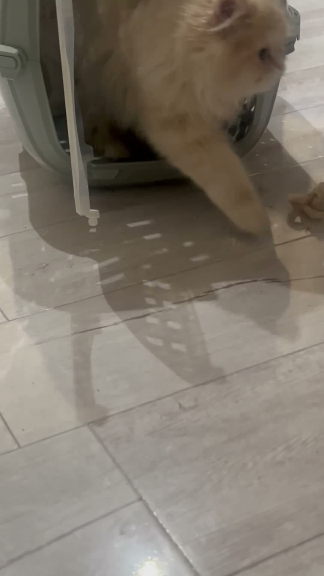Persian cats for sale: Beautiful cream 4 month female kitten  - Video 2
