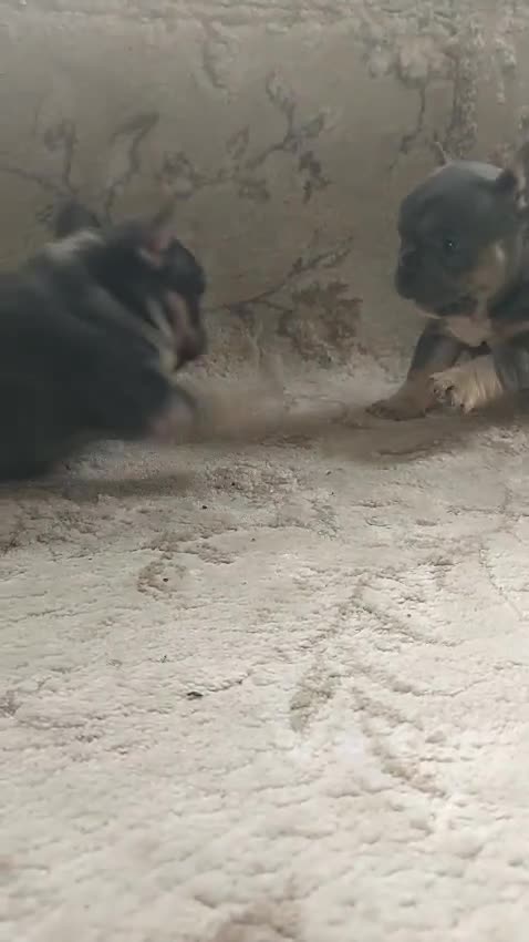 French Bulldog dogs for sale: 2 french bulldogs - Video 1