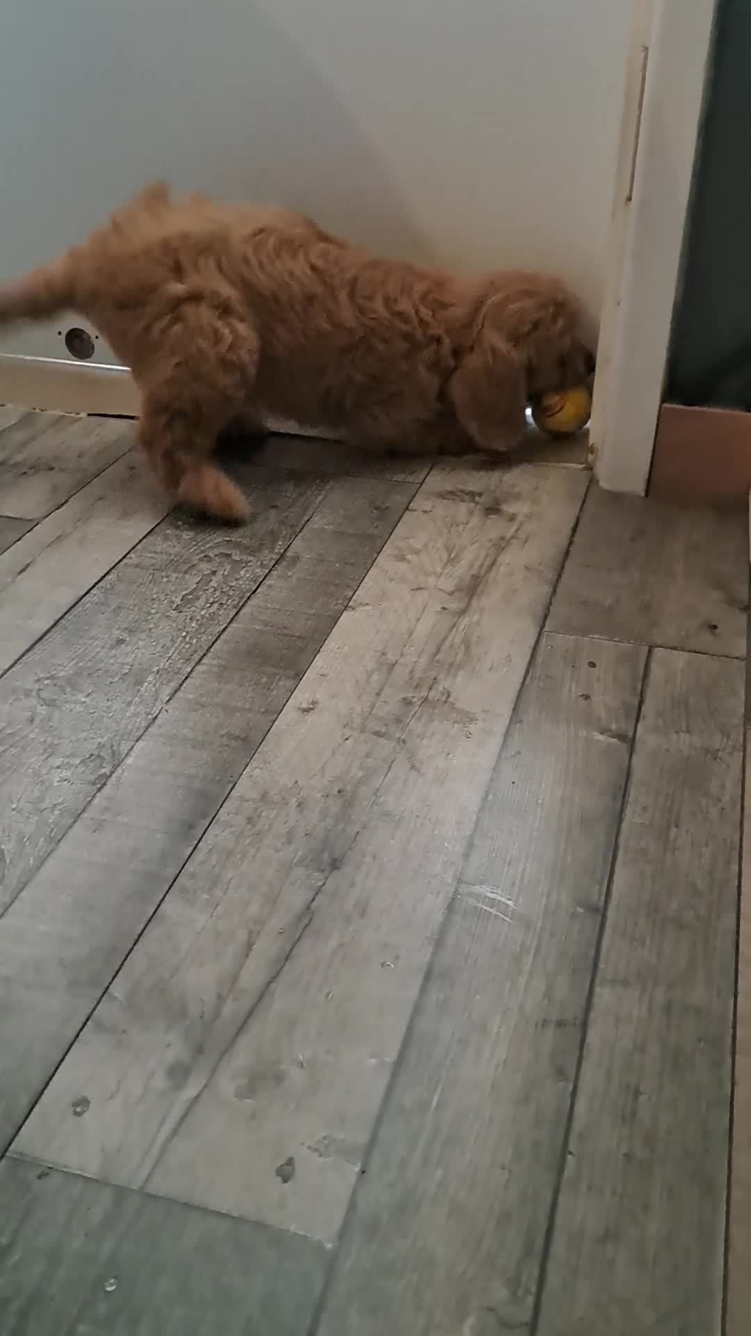 Cockapoo dogs for sale: 3 beautiful cockapoo girls  - Video 1