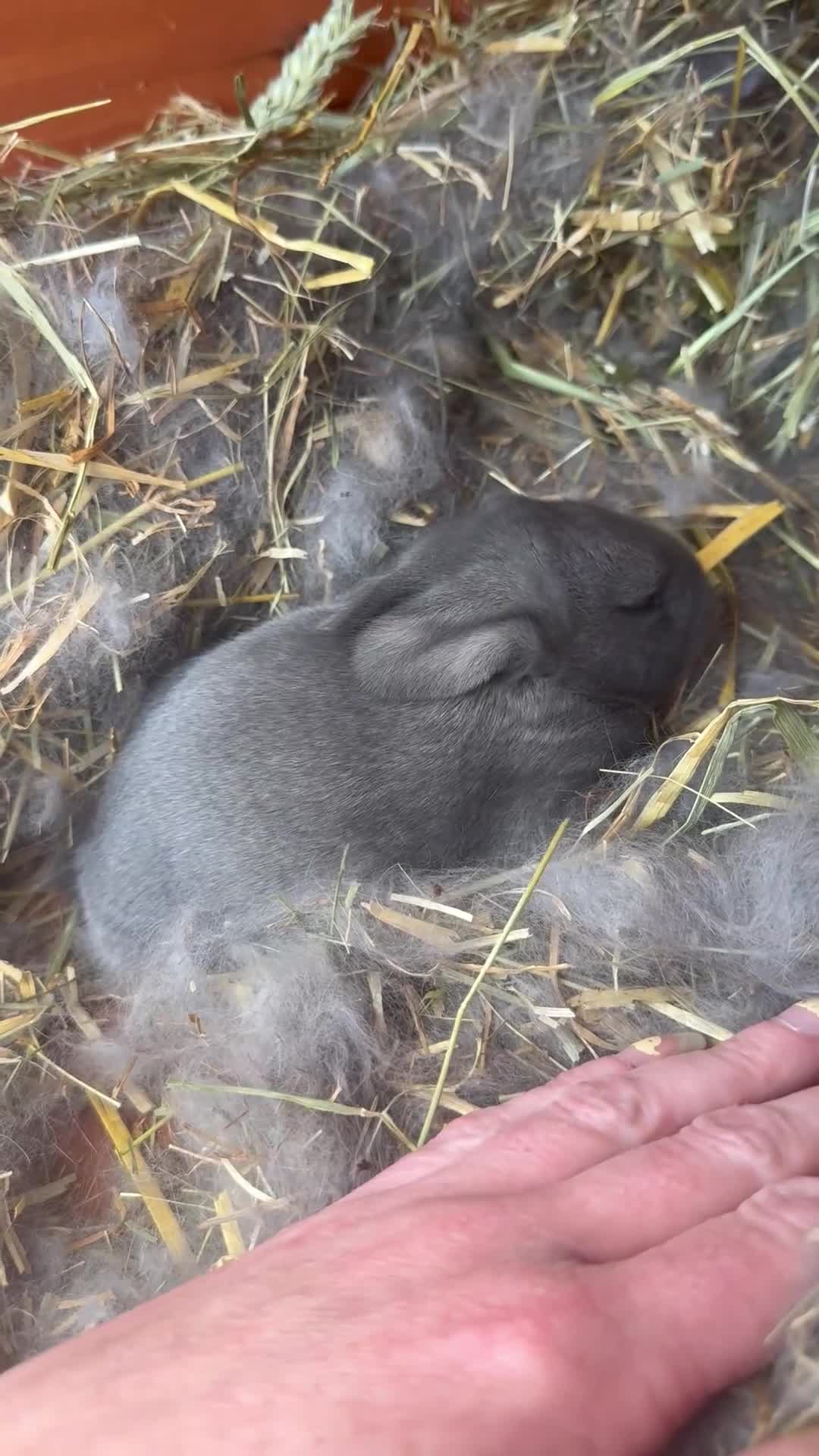 French Lop rabbits for sale: French Lop x Continental Giants 🩶🧡 - Video 1