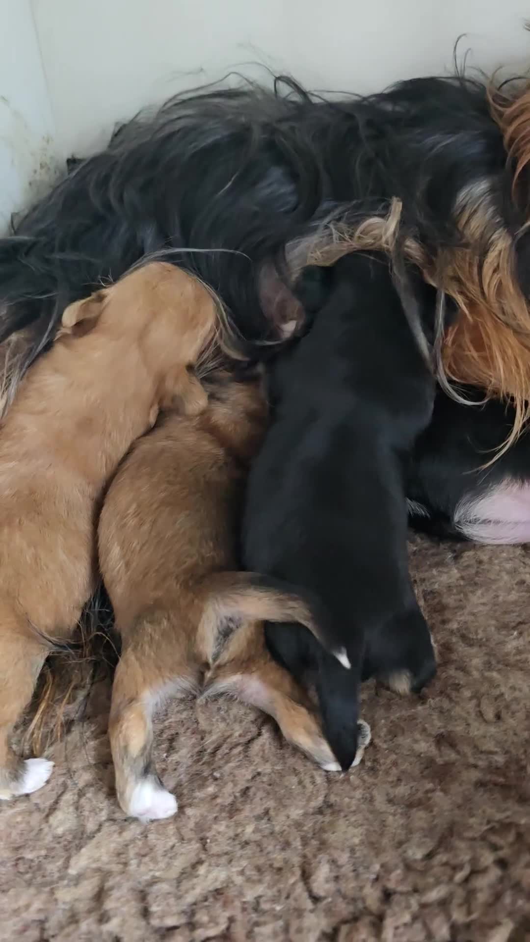 Morkie dogs for sale: Morkie puppies for sale - Video 1