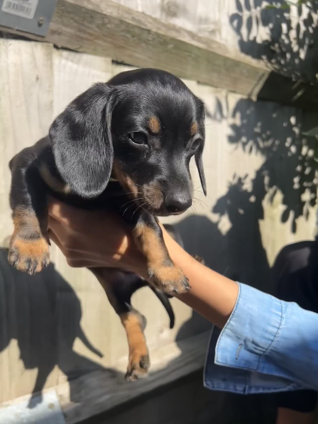 Dachshund dogs for sale: Gorgeous Black and Tan Dachshund Puppies - Video 5