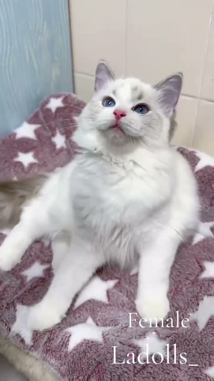 Ragdoll cats for sale: Pure Ragdoll Kitties available ✨ - Video 3