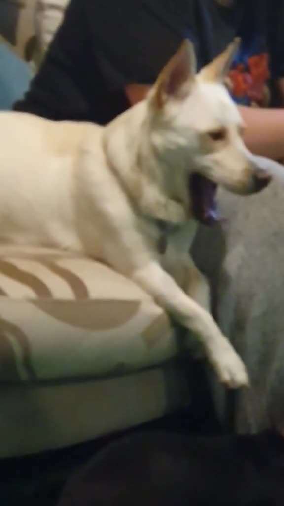 Mixed Breed dogs for adoption: Leo wants a perfect home - Video 1