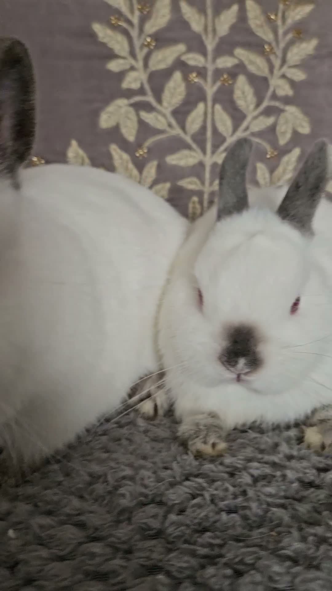 Netherland Dwarf rabbits for sale: Pointed white Himalayan netherland dwarfs  - Video 1
