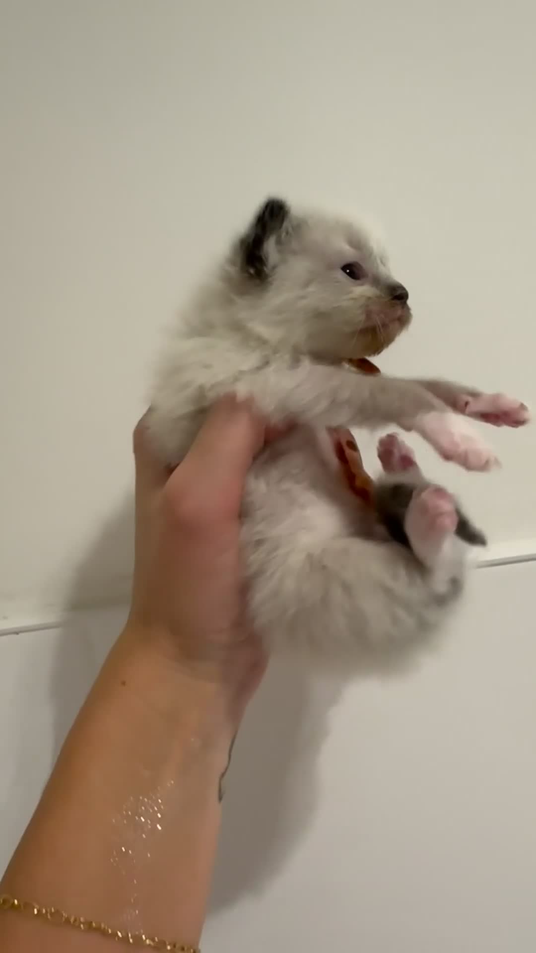 Ragdoll cats for sale: READY TO RESERVE - pedigree Ragdoll Kittens - Video 1