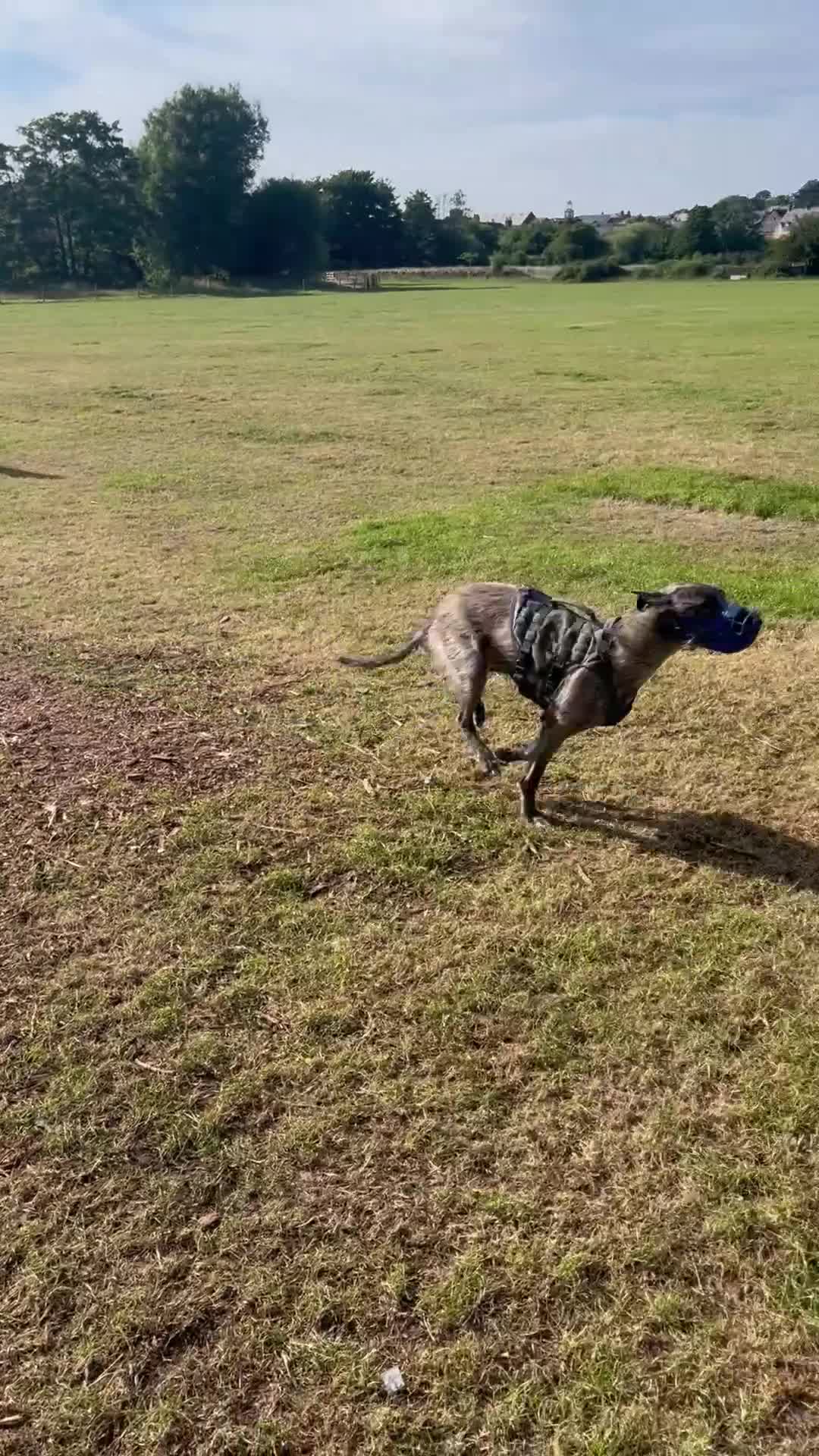 Mixed Breed dogs for sale: Lurcher Siblings - Video 1