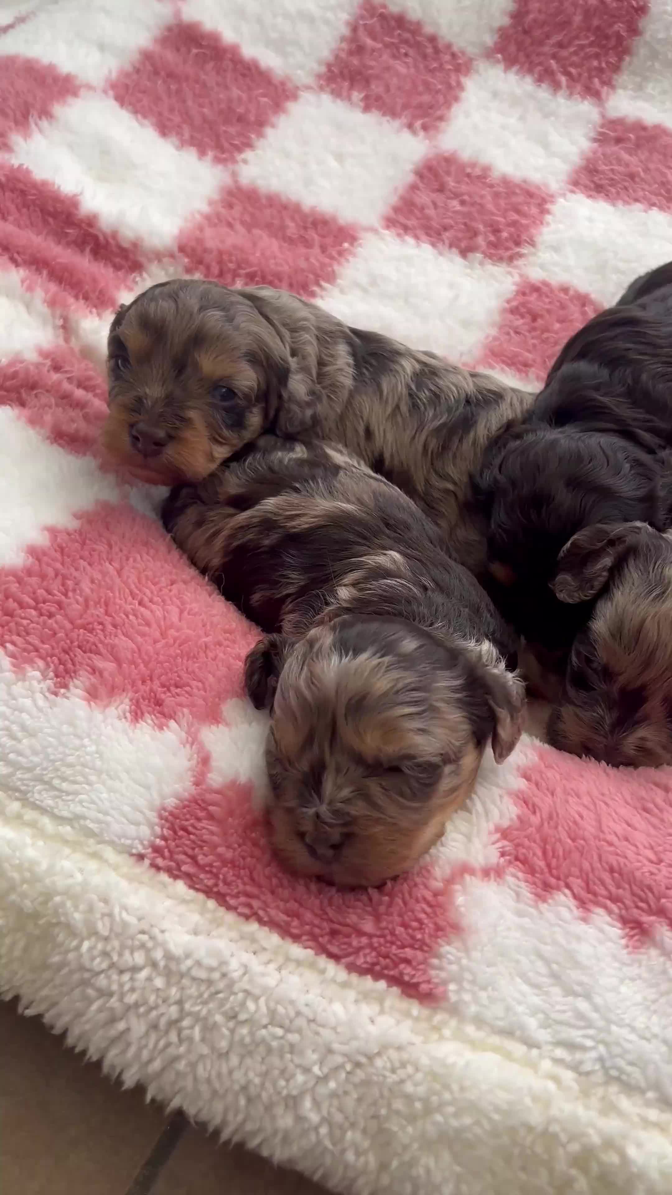 Cavapoo dogs for sale: ⭐️ ⭐️ 1 Rare Choc & Tan Female left! ⭐️ - Video 2