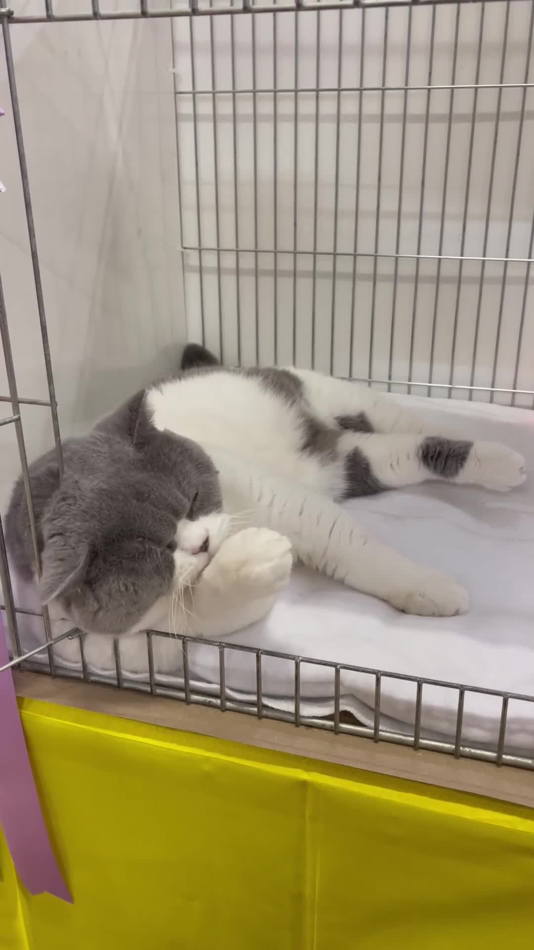 British Shorthair cats for sale: Male and Female British Shorthair Kittens - Video 1