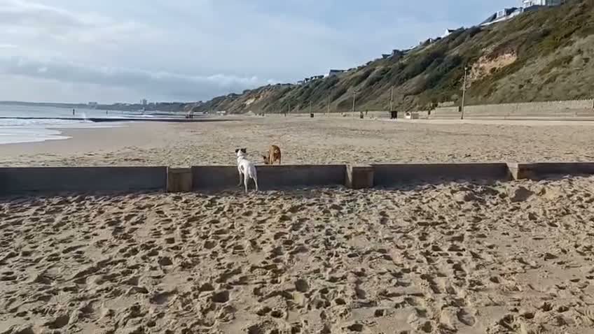 Mixed Breed dogs for adoption: Tim 💙 in Bournemouth - Video 1