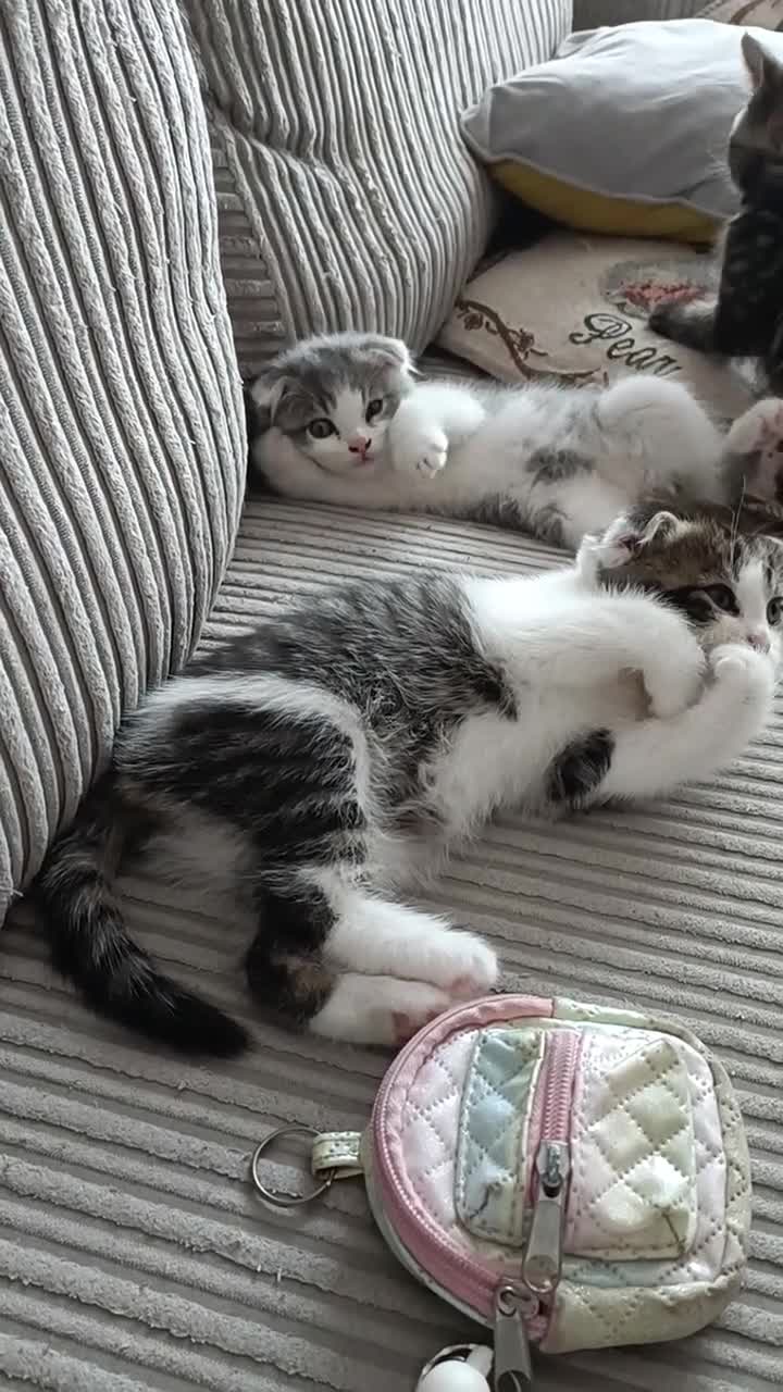Scottish Fold cats for sale: 🥰Scottish fold kittens🐾💞🏡😍 - Video 1