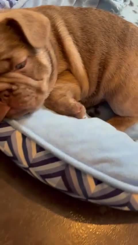 French Bulldog dogs for sale: Adorable Isabella carrying pink frenchie pups - Video 1