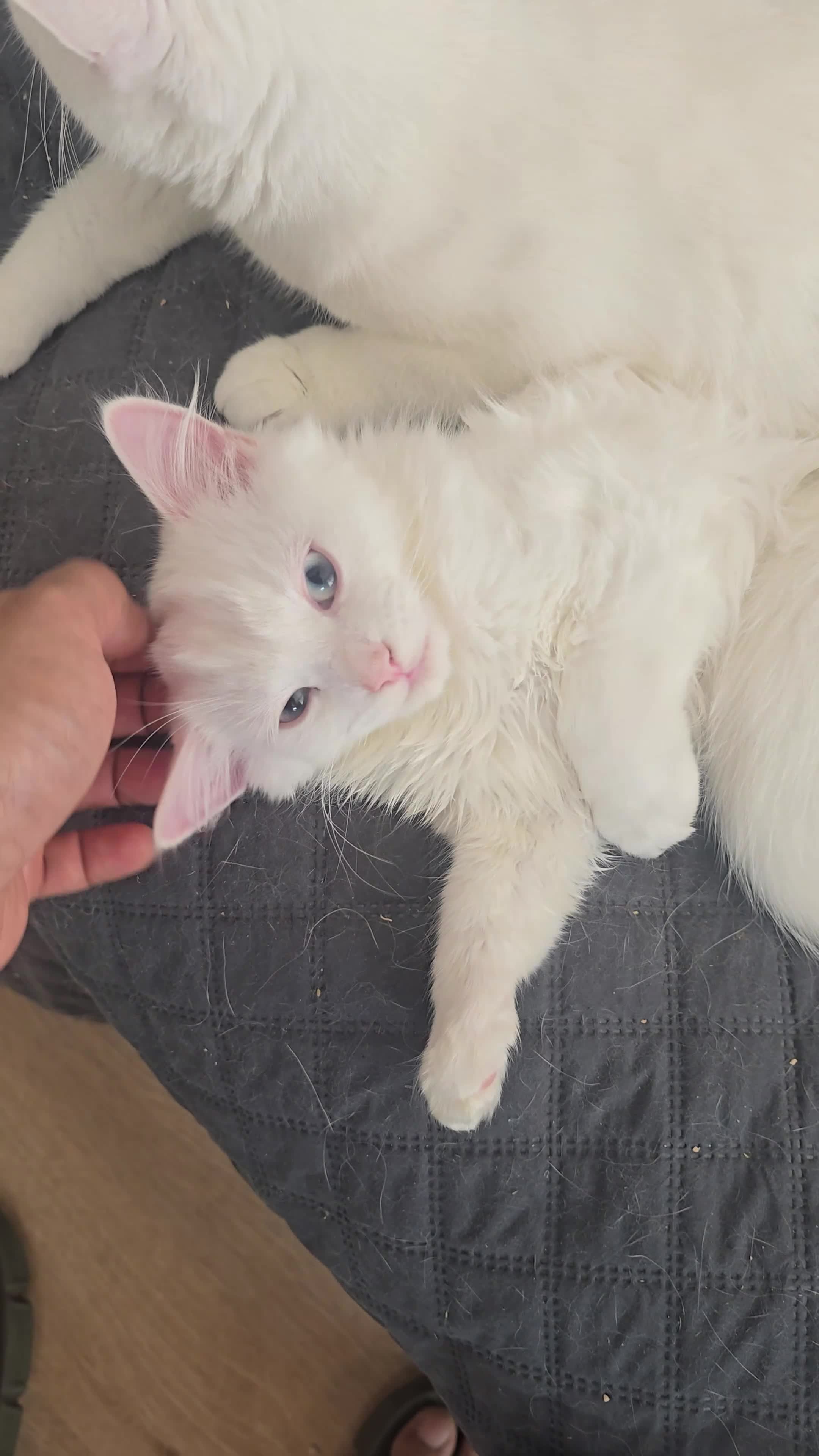 Turkish Angora cats for sale: Adorable kittens ready to be rehomed! - Video 1