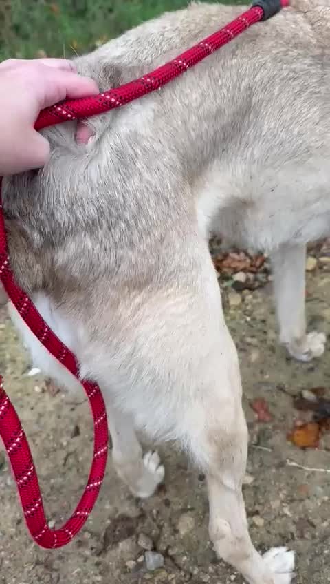 Mixed Breed dogs for adoption: 💙RUFUS💙- Young, Misunderstood, Fading In Kennels - Video 3