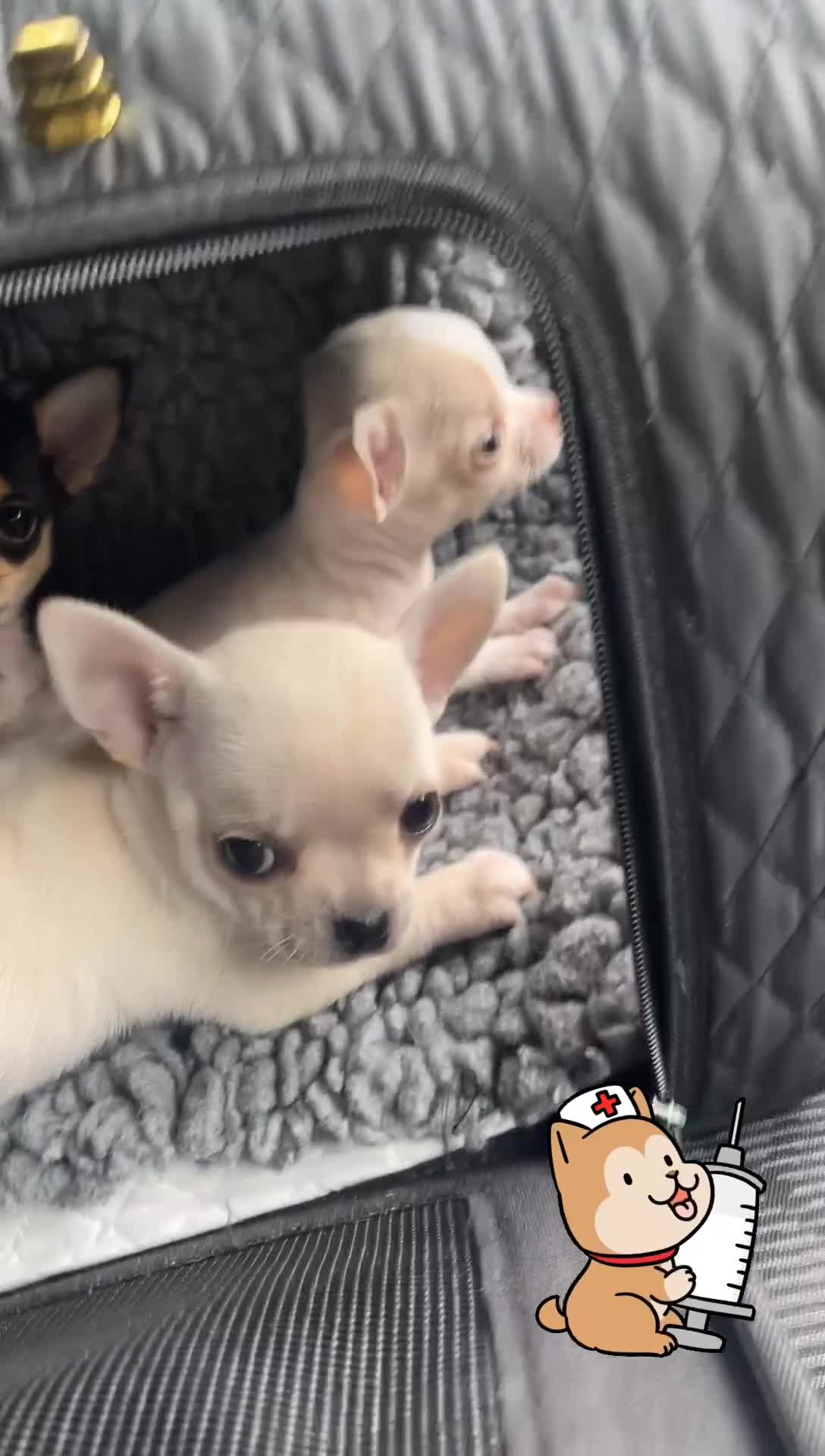 Chihuahua dogs for sale: KC Chihuahuas 🇬🇧 bloodlines 🌟🌟🌟🌟🌟 - Video 1