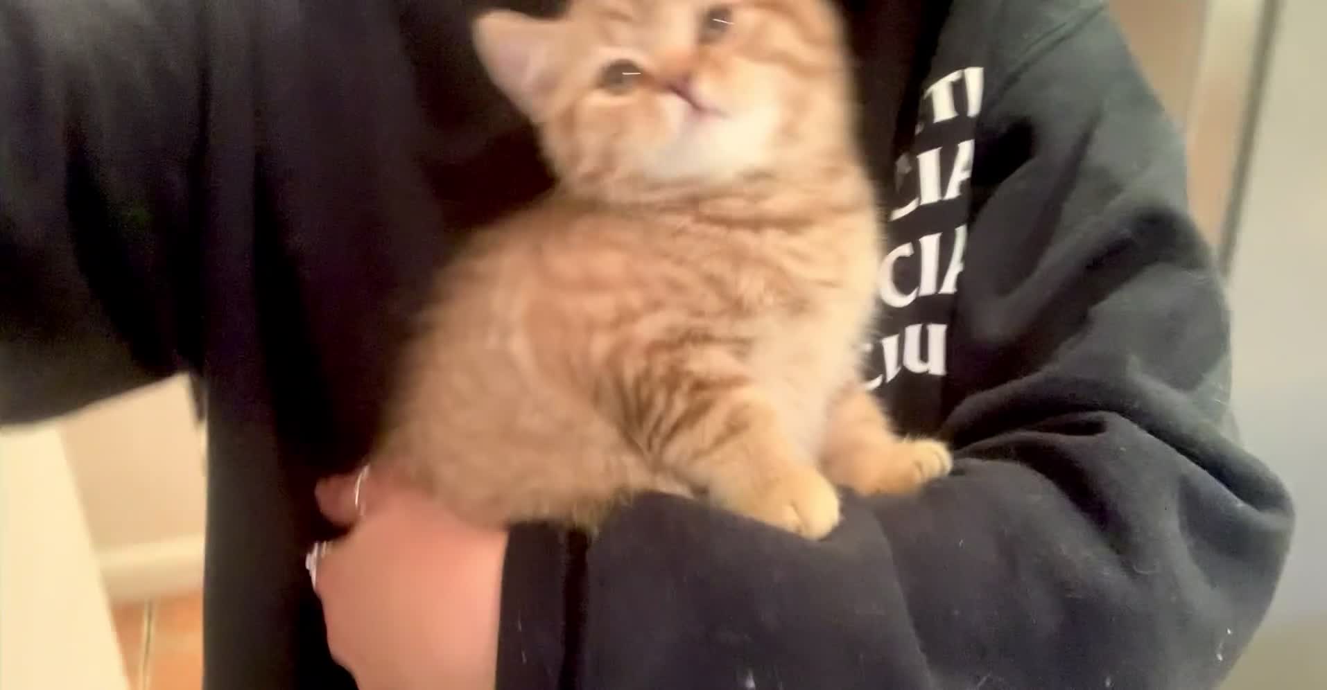 British Shorthair cats for sale: 🤎 TICA pedigree chocolate tabby British shorthair - Video 5