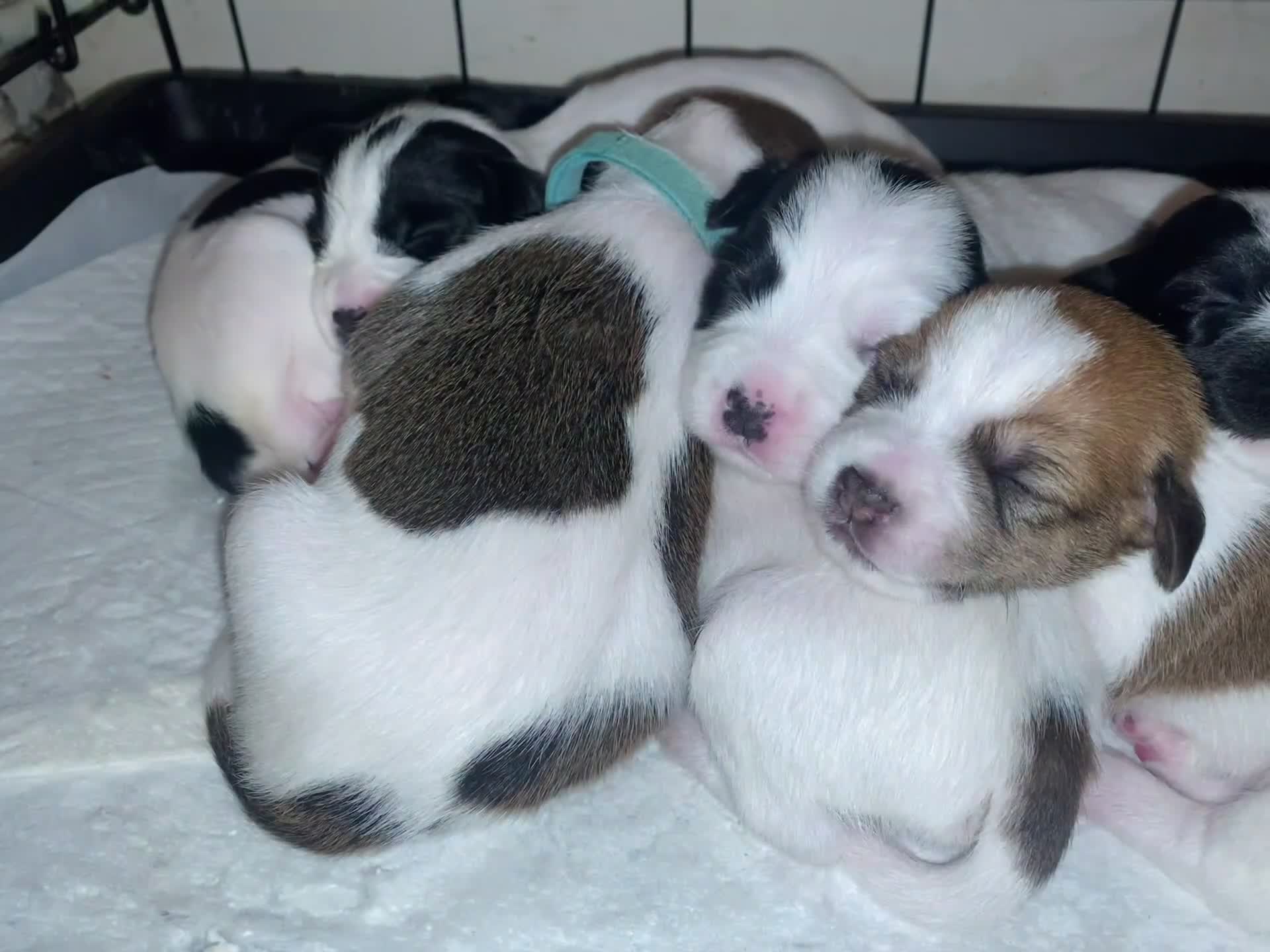 Jack Russell dogs for sale: Jack Russel terrier mix puppies not pure!  - Video 2