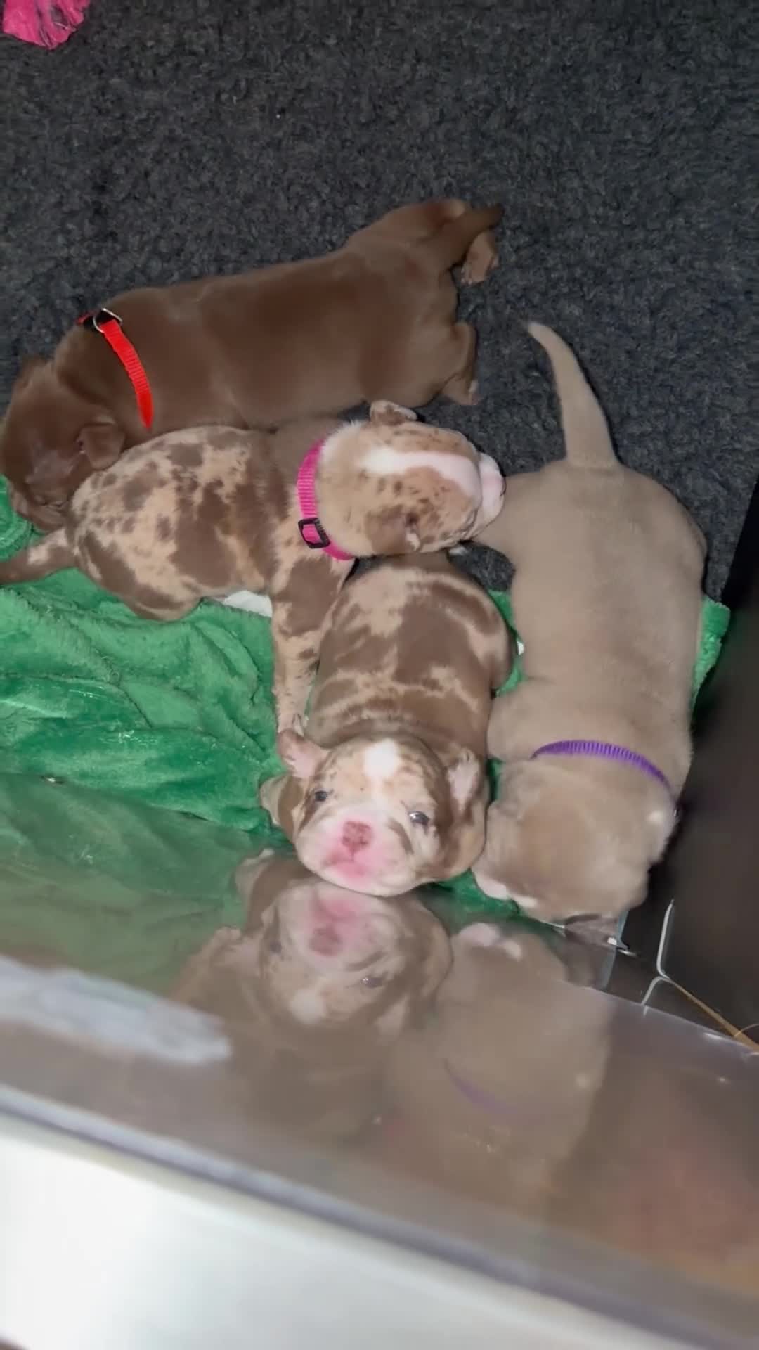 Mixed Breed dogs for sale: Full Breed LUXURY EXOTIC MICRO PUPPYS - Video 2