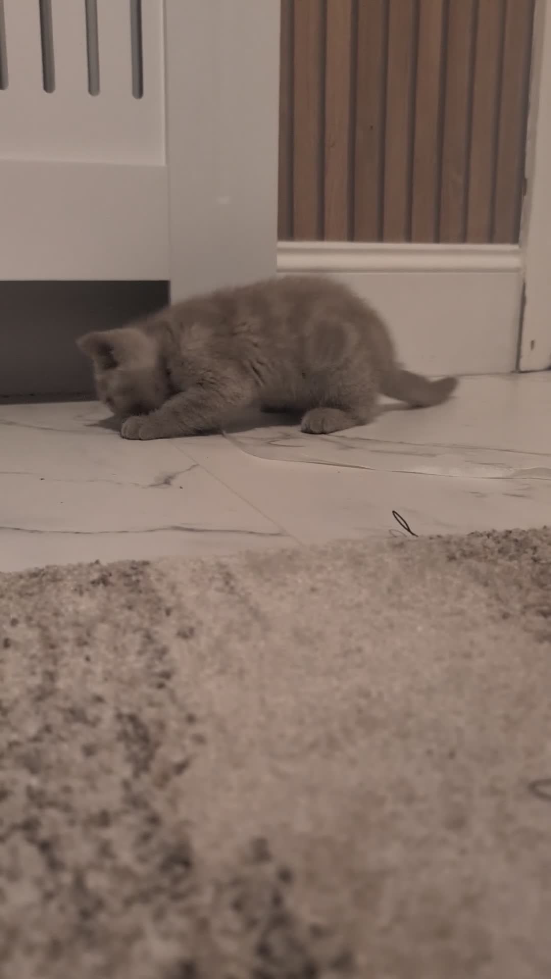 British Shorthair cats for sale: British shorthair  - Video 1