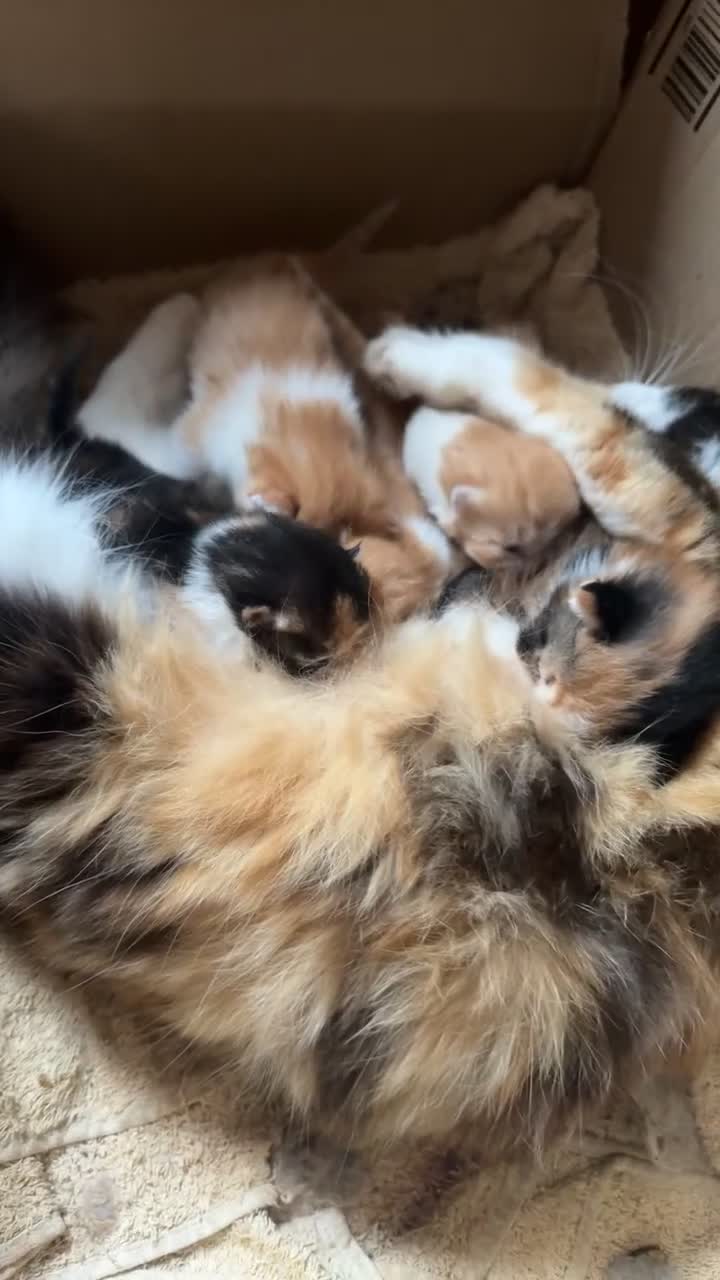 British Longhair cats for sale: 2 beautiful fluffy ginger kittens  - Video 1