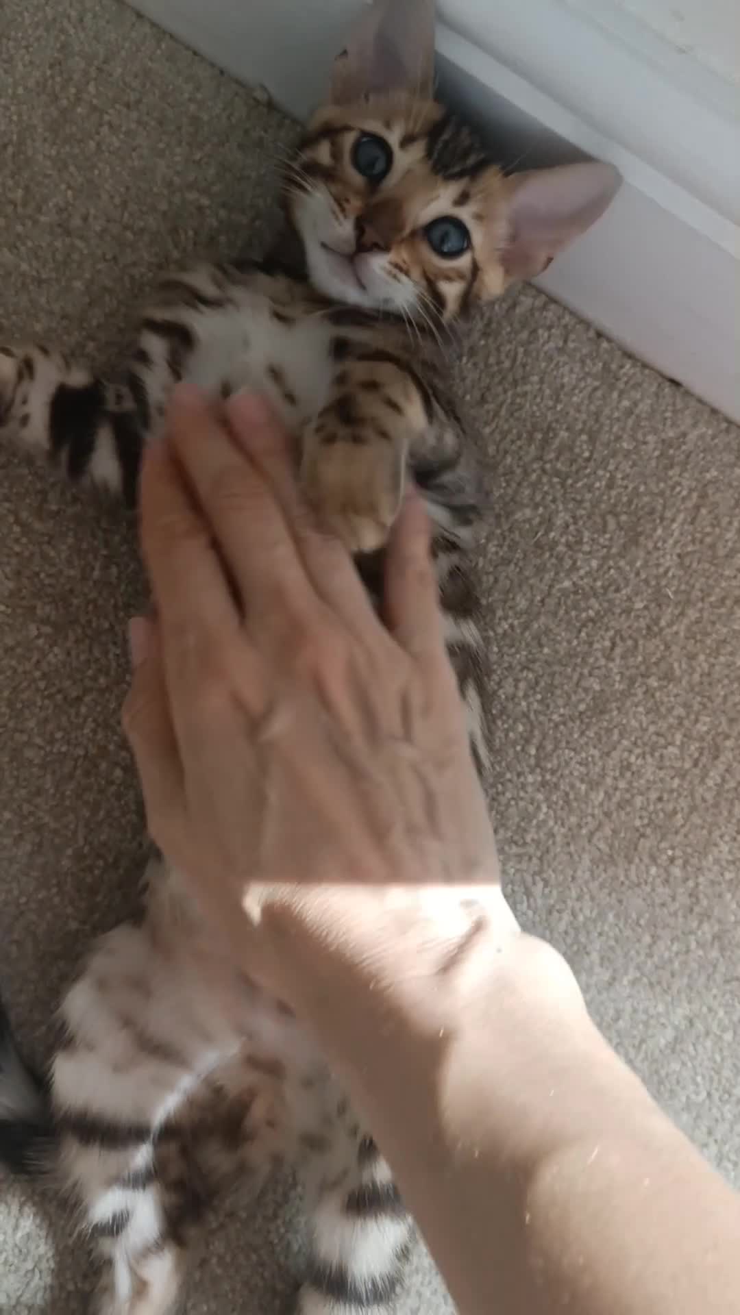 Bengal cats for sale: Cuddly and beautiful pedigree bengal kittens - Video 5