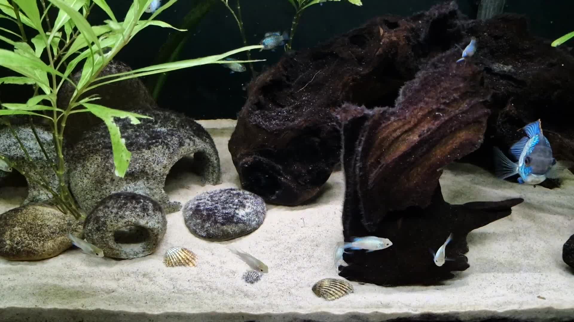 Cichlids fish for sale: Electric Blue Acara for sale - Video 1