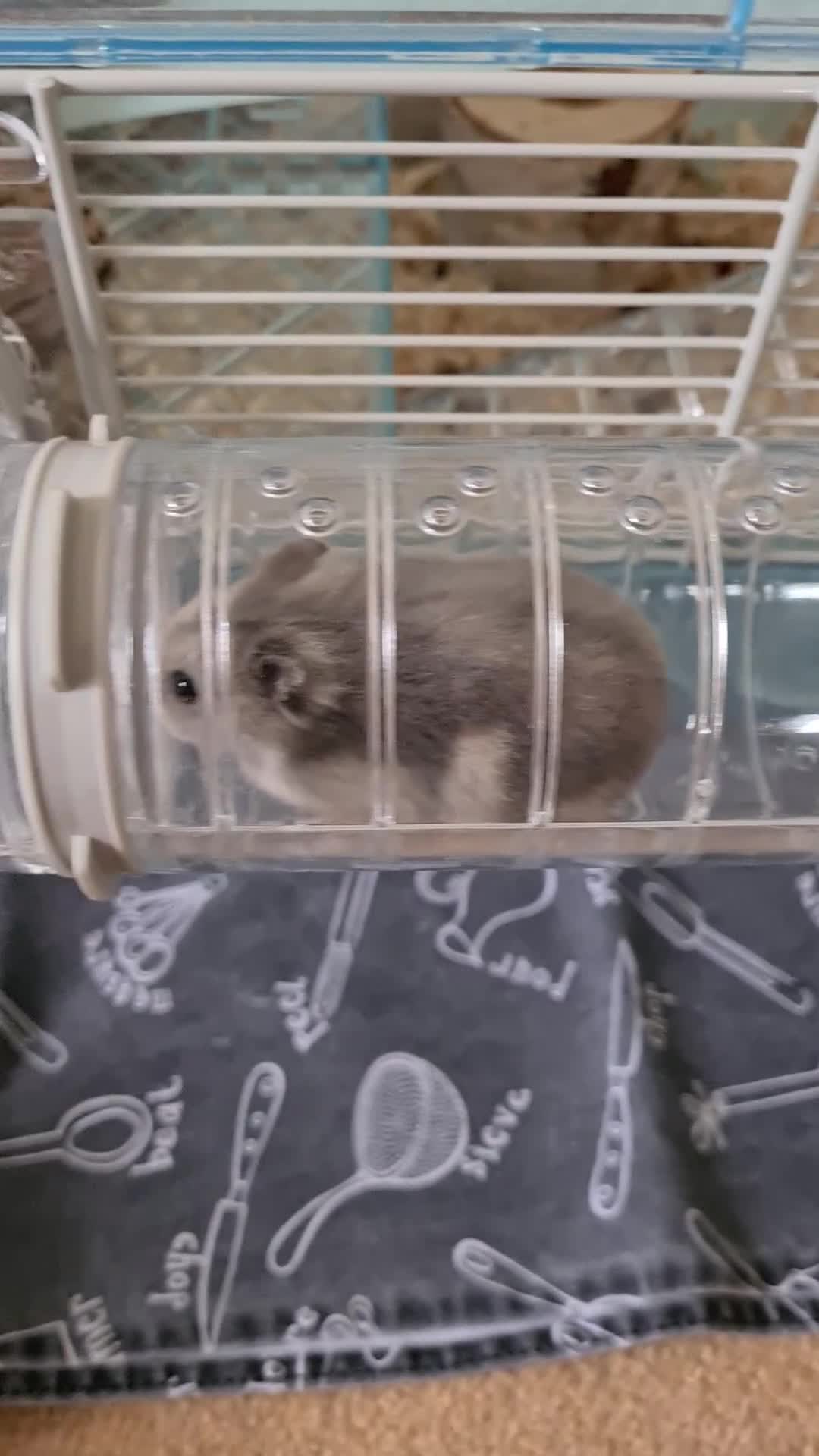 Hamster rodents for sale: Winter White dwarf hamster with cage and supplies in Dartford - Video 3