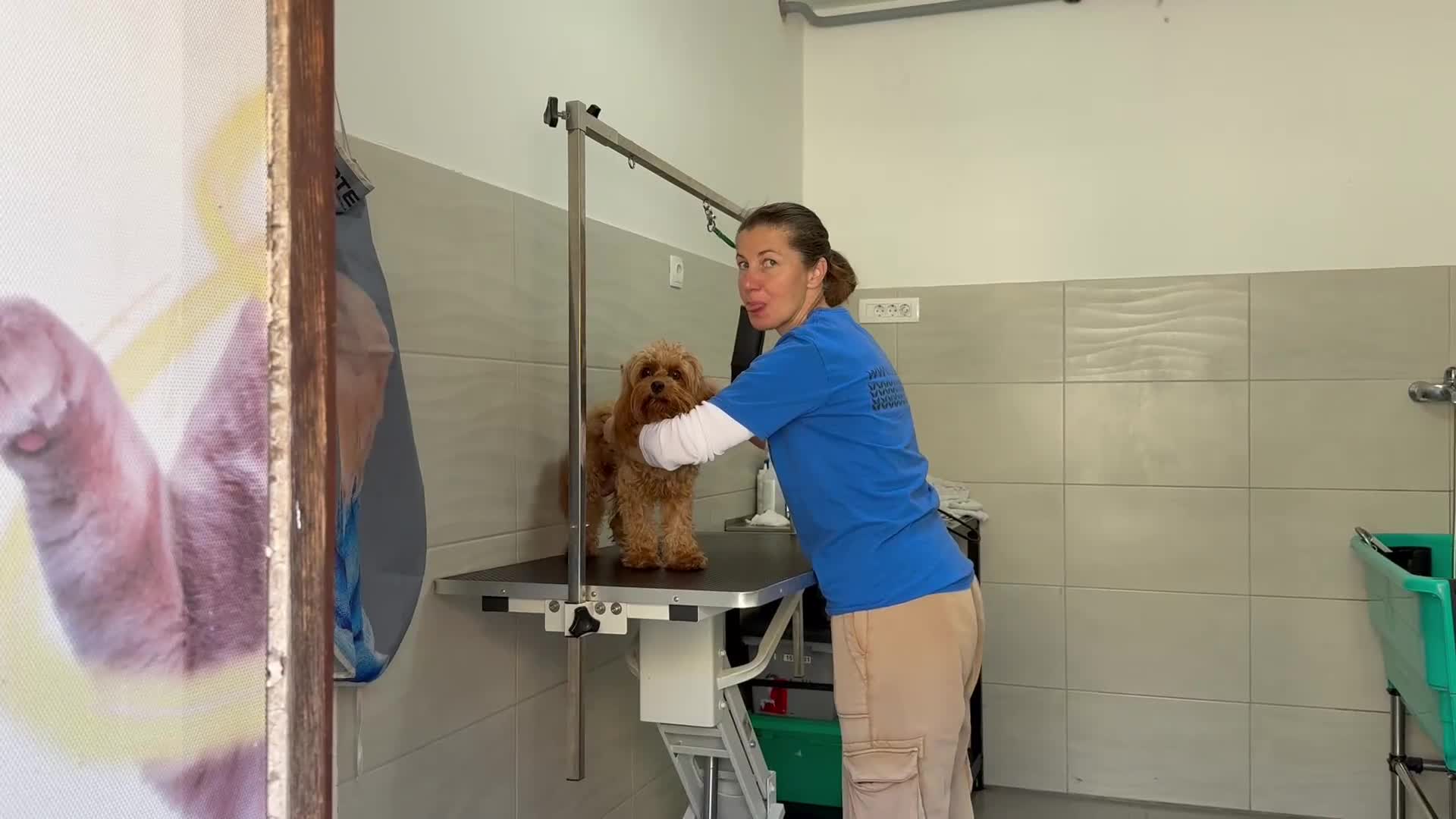 Cavapoo dogs for sale: Premium F1B Toy Red Cavapoo - 2 LEFT - Video 4