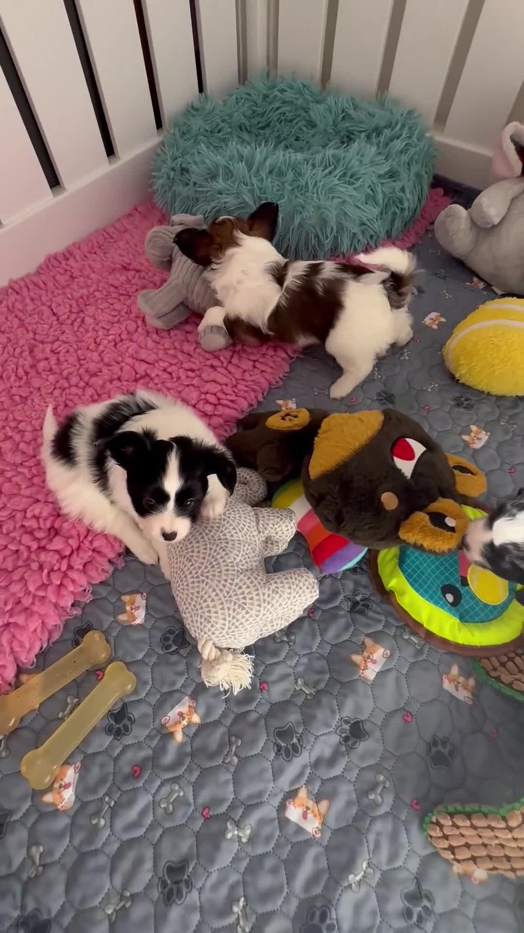 Papillon dogs for sale: Beautiful KC registered papillon puppies for sale - Video 2
