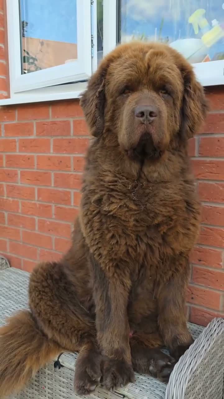 Newfoundland dogs for stud: Brown kc registered newfoundland  in Alcester - Video 1