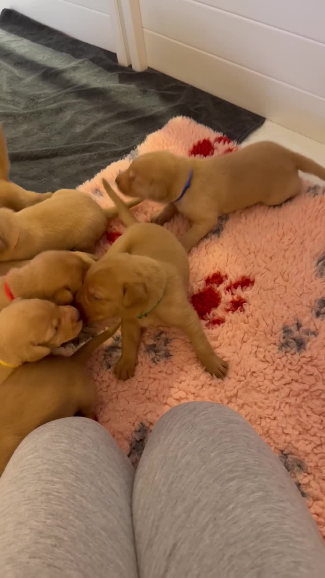 Labrador Retriever dogs for sale: FOX RED LABRADOR PUPPIES  - Video 2