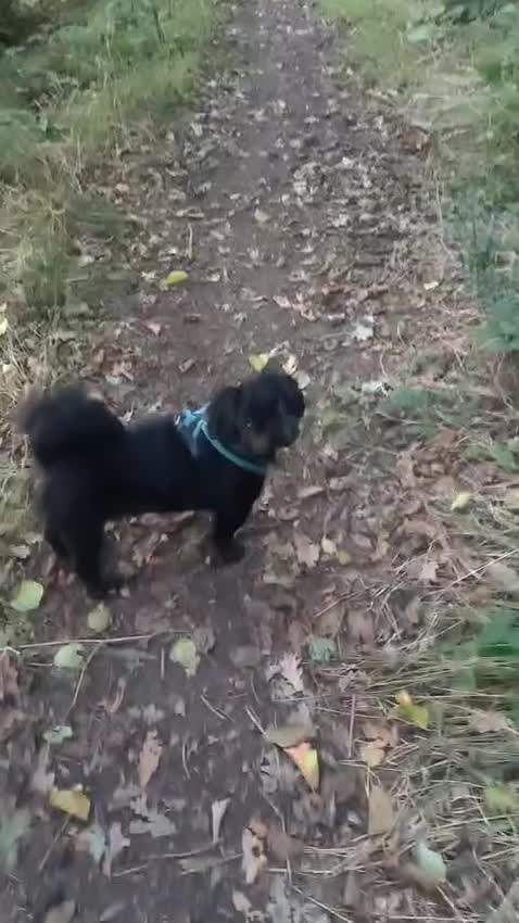 Shih Tzu dogs for adoption: 💙🐶 LAURIE - a gentle 6-7 yo Shih Tzu boy🐶💙 - Video 2
