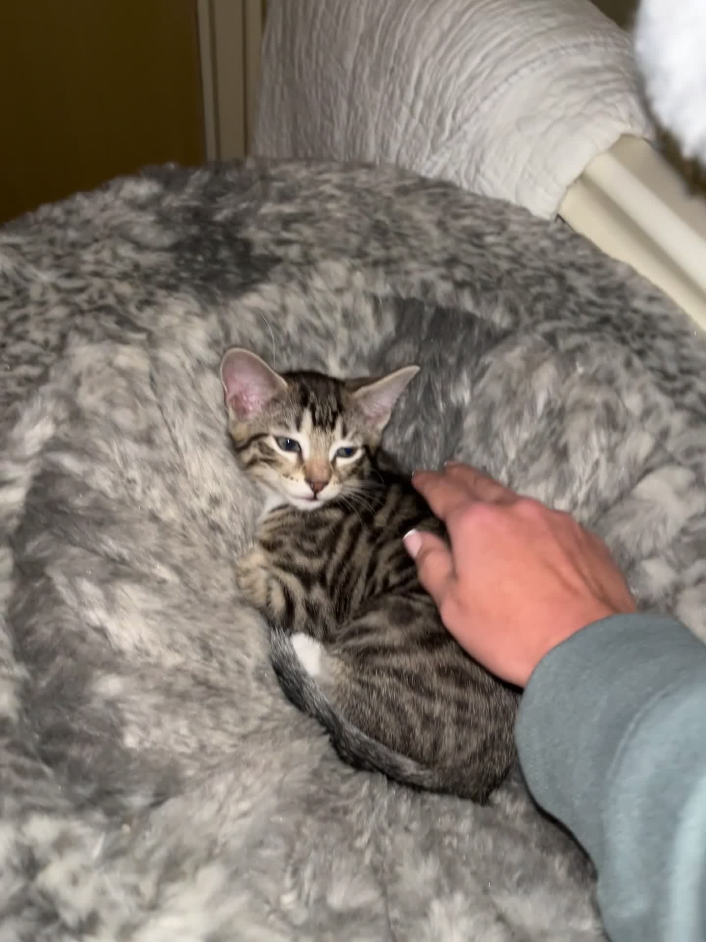 Mixed Breed cats for sale: 4 beautiful kittens looking for new homes  - Video 3