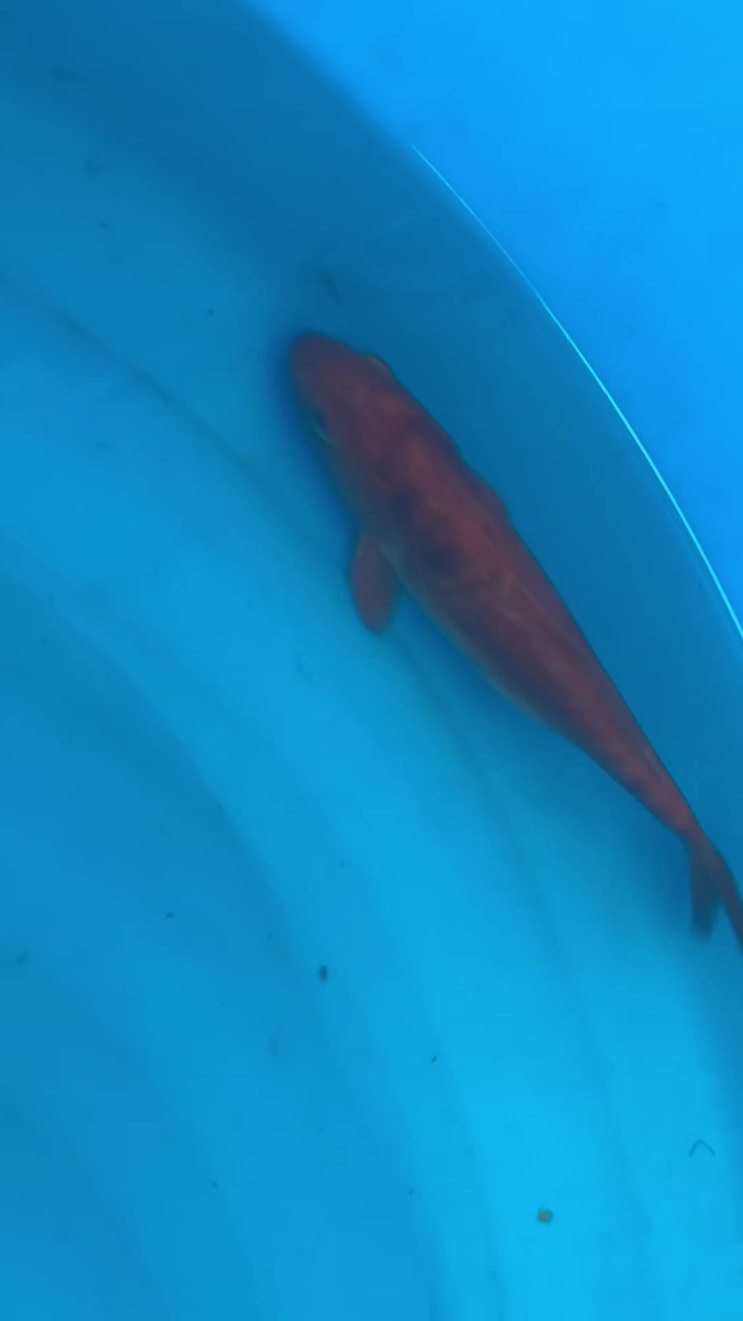 Koi Carp fish for sale: Two koi carp for sale  in Northampton - Video 1