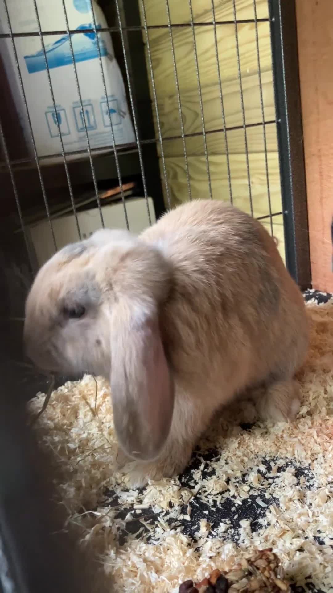 Mini Lop rabbits for sale: 2 Beutiful bunnies ginger and grey! - Video 2