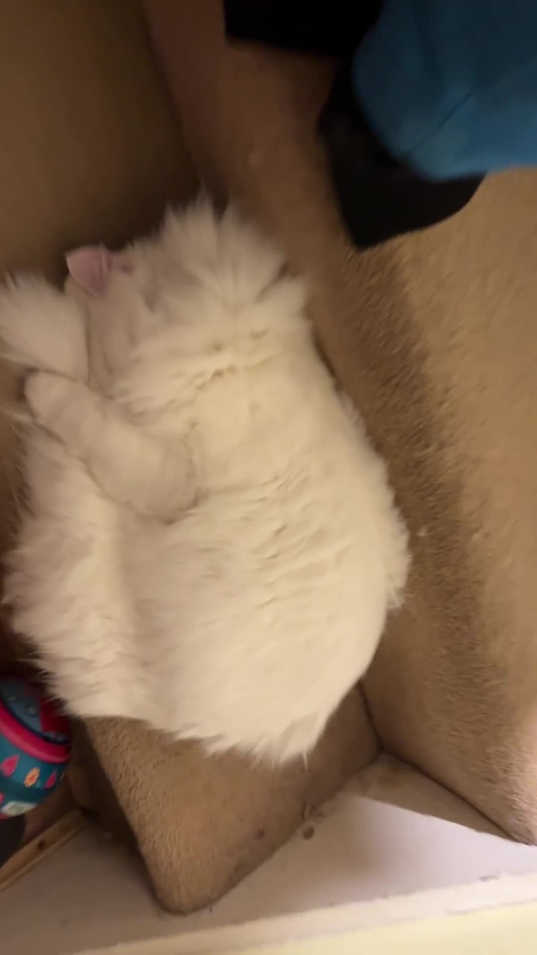 Siberian cats for sale: Beautiful white Siberian female - Video 1