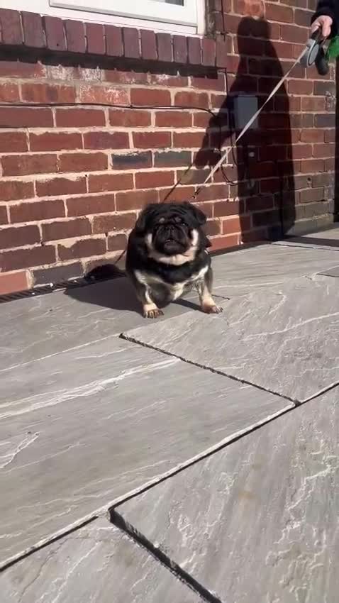 Pug dogs for sale: Royal Blue Litter - Exclusive Showline  - Video 3